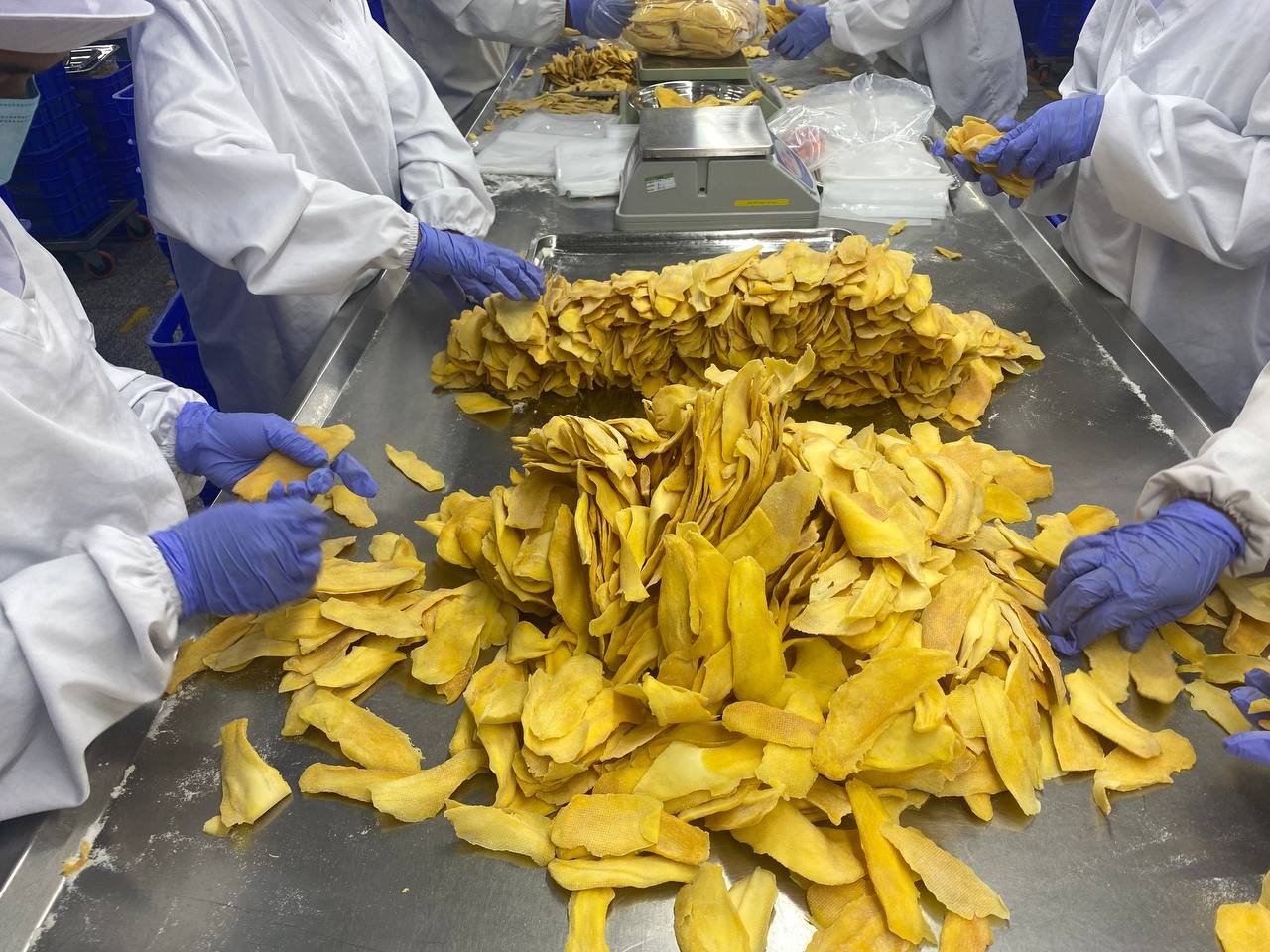 Workers carefully sorting dried mangoes